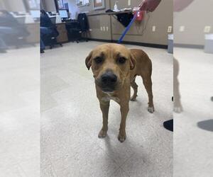 American Pit Bull Terrier-Unknown Mix Dogs for adoption in Conroe, TX, USA