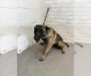 Mutt Dogs for adoption in San Bernardino, CA, USA