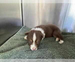 Australian Shepherd Dogs for adoption in Norco, CA, USA