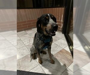 Bluetick Coonhound Dogs for adoption in West Valley, UT, USA