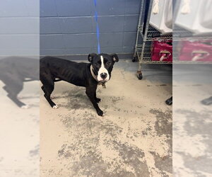 American Staffordshire Terrier-Border Collie Mix Dogs for adoption in Tallahassee, FL, USA