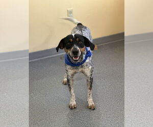 Bluetick Coonhound-Unknown Mix Dogs for adoption in Low Moor, VA, USA