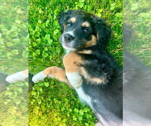 Aussiedor Dogs for adoption in Germantown, OH, USA