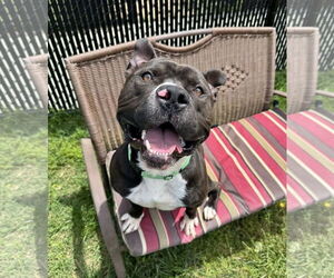 American Pit Bull Terrier-Unknown Mix Dogs for adoption in Millersville, MD, USA