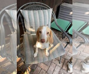 Beagle Dogs for adoption in Caldwell, NJ, USA