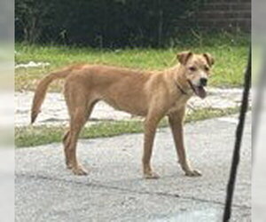 Labrador Retriever-Unknown Mix Dogs for adoption in Augusta, GA, USA