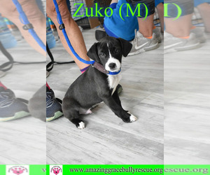 Medium Photo #1 American Staffordshire Terrier-Unknown Mix Puppy For Sale in Pensacola, FL, USA