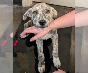 Labrador Retriever-Plott Hound Mix Dogs for adoption in Rockwall, TX, USA