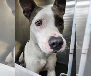 American Staffordshire Terrier-Unknown Mix Dogs for adoption in San Antonio, TX, USA
