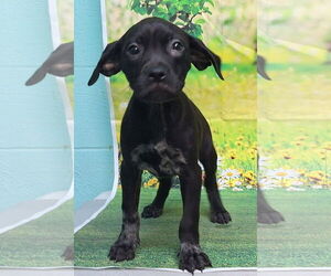 American Pit Bull Terrier-Labrador Retriever Mix Dogs for adoption in Wetumpka, AL, USA