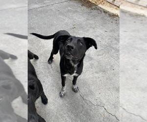 German Shepherd Dog Dogs for adoption in Fremont, CA, USA