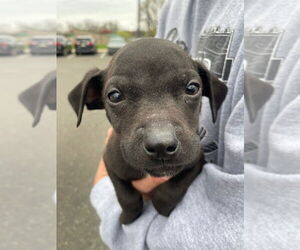 American Staffordshire Terrier-Labrador Retriever Mix Dogs for adoption in Lawrenceville, NJ, USA