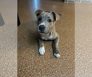 Australian Shepherd-Staffordshire Bull Terrier Mix Dogs for adoption in Mechanicsburg, PA, USA