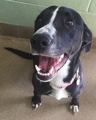 Labrador Retriever Dogs for adoption in Canon City, CO, USA