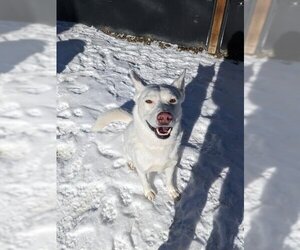 German Shepherd Dog-Siberian Husky Mix Dogs for adoption in Frisco, CO, USA