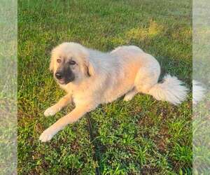 Medium Photo #1 Great Pyrenees-Unknown Mix Puppy For Sale in New Oxford , PA, USA