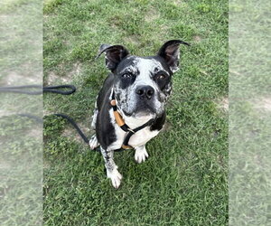 Catahoula Leopard Dog-Unknown Mix Dogs for adoption in Evansville, IN, USA