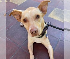 Chiweenie Dogs for adoption in San Diego, CA, USA