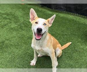 Siberian Husky-Unknown Mix Dogs for adoption in Orange, CA, USA