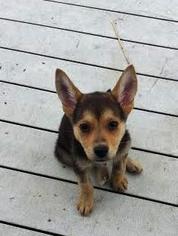 Medium Photo #1 Mutt Puppy For Sale in Arlington, VA, USA