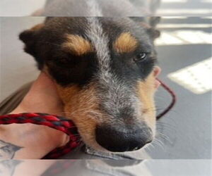 Australian Shepherd Dogs for adoption in Redwood City, CA, USA