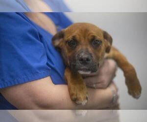 Boxador Dogs for adoption in Mountain Home, AR, USA