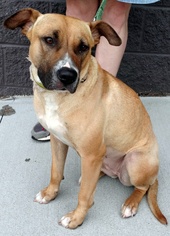 Black Mouth Cur-Boxer Mix Dogs for adoption in White Bluff, TN, USA