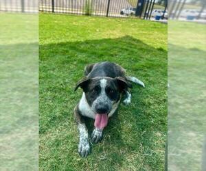 German Shepherd Dog-Unknown Mix Dogs for adoption in Temple, TX, USA