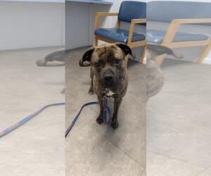 Mutt Dogs for adoption in Gloversville, NY, USA