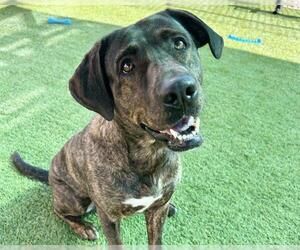 Plott Hound-Unknown Mix Dogs for adoption in Raleigh, NC, USA