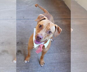 American Pit Bull Terrier-Unknown Mix Dogs for adoption in McKinney, TX, USA