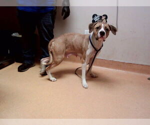 Mutt Dogs for adoption in Martinez, CA, USA