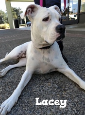 Bulloxer Dogs for adoption in Battle Ground, WA, USA