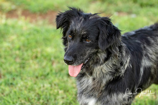 Australian Shepherd Dogs for adoption in Chouteau, OK, USA