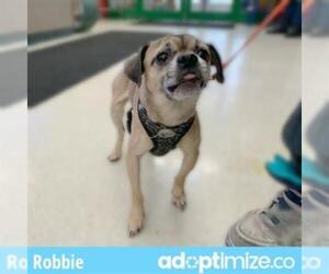 Chug Dogs for adoption in Anchorage, AK, USA