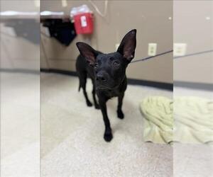 Australian Kelpie-Unknown Mix Dogs for adoption in Conroe, TX, USA