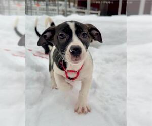 Treeing Walker Coonhound-Unknown Mix Dogs for adoption in Dedham, MA, USA