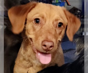 Labrador Retriever-Unknown Mix Dogs for adoption in Grafton, WI, USA