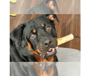 Medium Photo #2 Rottweiler Puppy For Sale in Gilbert, AZ, USA