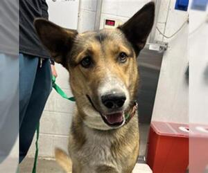 German Shepherd Dog-Unknown Mix Dogs for adoption in Woodland, CA, USA