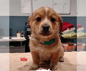 Mutt Dogs for adoption in South Bend, IN, USA