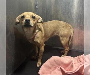 Chihuahua-Unknown Mix Dogs for adoption in San Antonio, TX, USA