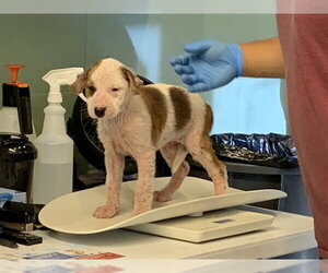 American Staffordshire Terrier-Unknown Mix Dogs for adoption in Grand Prairie, TX, USA