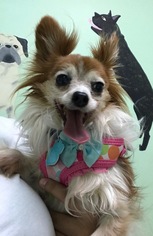 Papillon Dogs for adoption in Fort Lauderdale, FL, USA