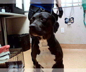 Labrador Retriever-Unknown Mix Dogs for adoption in Martinez, CA, USA