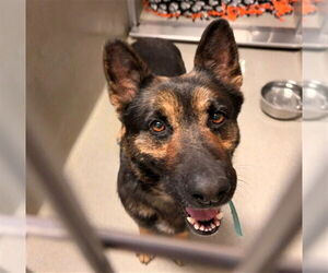 German Shepherd Dog-Unknown Mix Dogs for adoption in Rancho Cucamonga, CA, USA