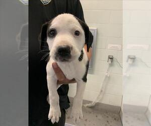 American Pit Bull Terrier-Unknown Mix Dogs for adoption in Corpus Christi, TX, USA