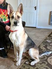 Collie-German Shepherd Dog Mix Dogs for adoption in Montgomery, AL, USA