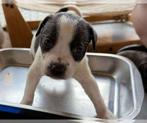 Mutt Dogs for adoption in Minneapolis, MN, USA