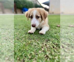 Border Collie Dogs for adoption in Paso Robles, CA, USA